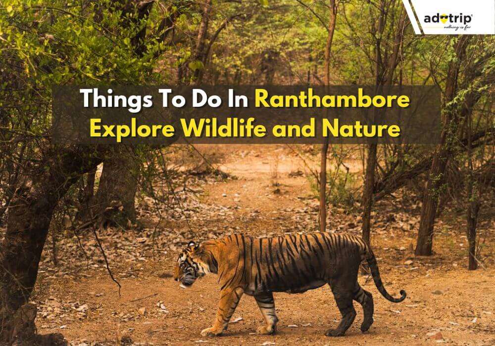 Things To Do In Ranthambore